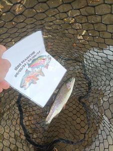 Rainbow Trout