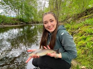 Brown Trout