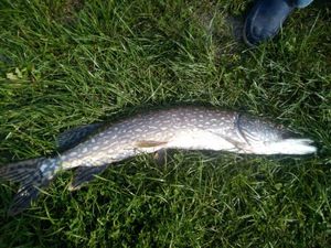 Northern Pike