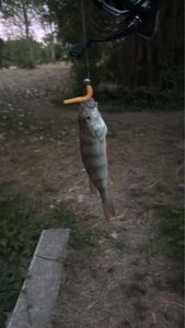 European Perch