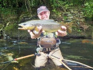 Brown Trout