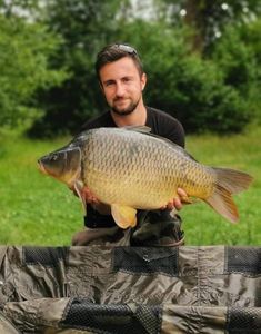 Common Carp