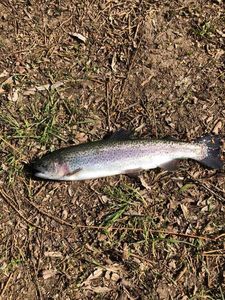 Rainbow Trout