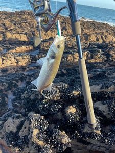 European Bass (Seabass)