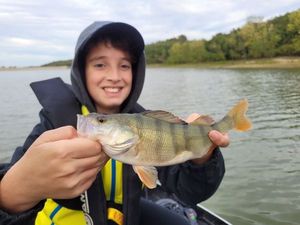 European Perch