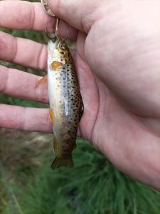 Brown Trout