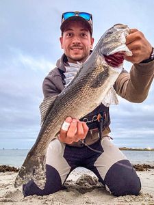 European Bass (Seabass)