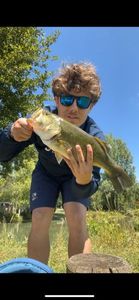 Largemouth Bass