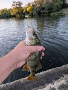 European Perch