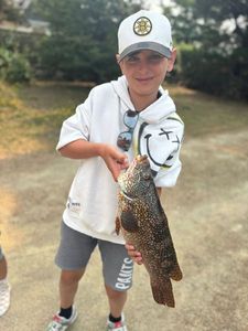 Ballan Wrasse