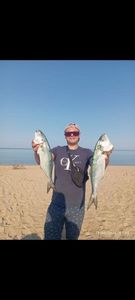 Bluefish