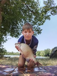 Common Bream