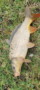 Common Carp
