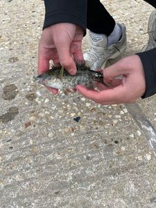 Ballan Wrasse