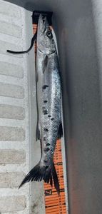 Great Barracuda
