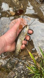 Brown Trout