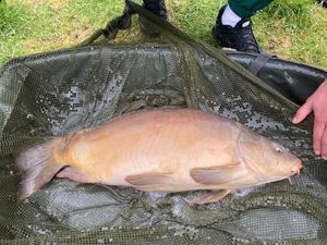 Mirror Carp