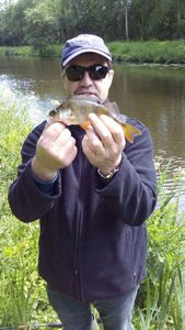 European Perch