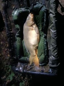 Leather Carp