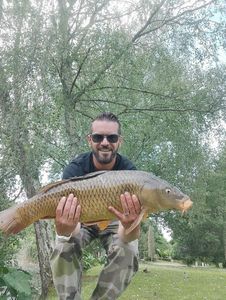 Common Carp