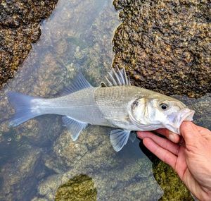 European Bass (Seabass)