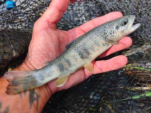 Brown Trout