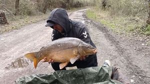 Mirror Carp