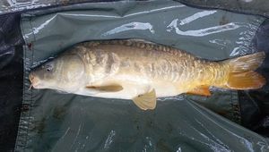 Mirror Carp