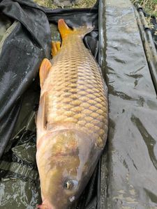 Common Carp