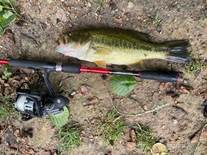 Largemouth Bass