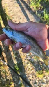 Brown Trout