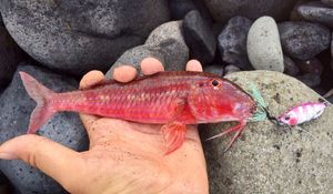 Red Mullet