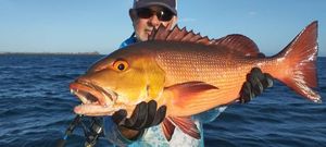 African Red Snapper