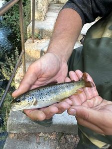 Brown Trout