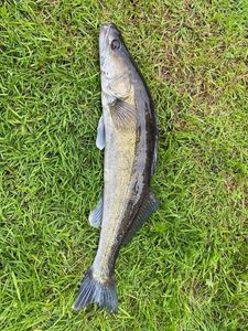 Zander