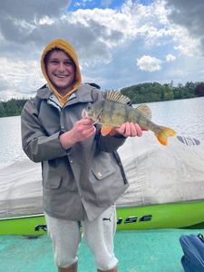 European Perch