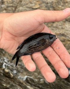 Damselfish