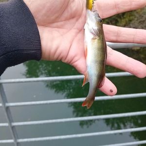 European Perch