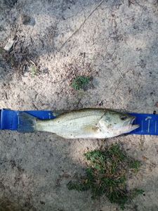 Largemouth Bass