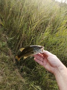 Largemouth Bass