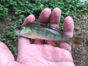 European Perch