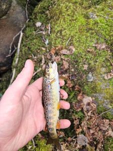 Brown Trout