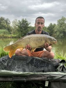 Common Carp