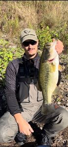 Largemouth Bass