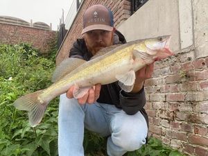 Zander