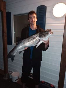 European Bass (Seabass)