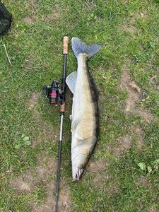Zander