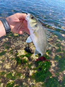 European Bass (Seabass)