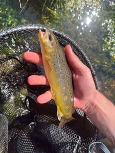 Brown Trout
