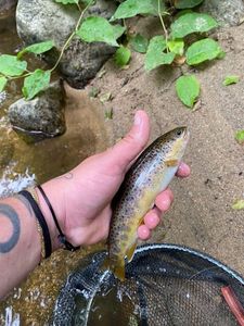 Brown Trout